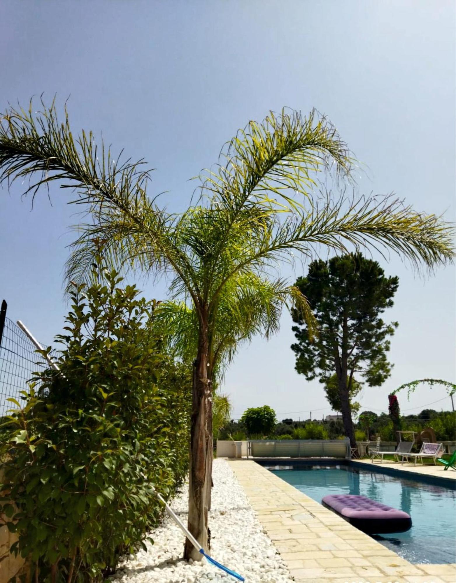 Villa Brachychiton Ostuni Exterior foto